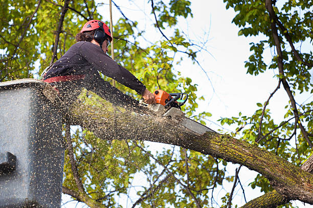 Professional Tree Service in Titusville, FL